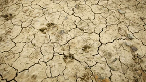 Verdorrtes Königreich