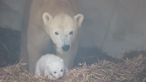 Eisbär-Junges entwickelt sich prächtig