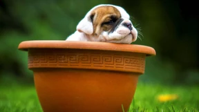 Globuli gegen Glaubuli