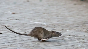 Chicago ist die Rattenhauptstadt der USA