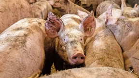 Deutschland hat zu viel Schwein