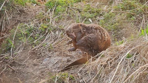 Ein Biotop ohne Genehmigung