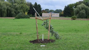 Gedenkbaum für NSU-Mordopfer in Zwickau abgesägt