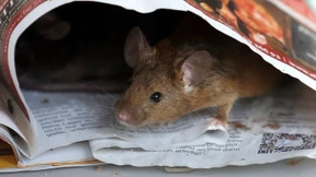 Mäusezahn legt Kreuzung lahm