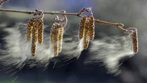 Die beste Pollenvorhersage für Allergiker