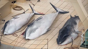 Mehrheit gegen ein Wal-Schutzgebiet im Südatlantik