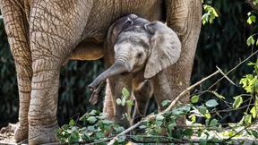 Kaja bringt jetzt 277 Kilo auf die Waage