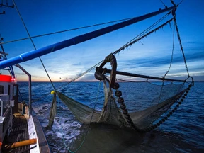 Kabeljau-Fischer in der Nordsee verlieren MSC-Umweltsiegel