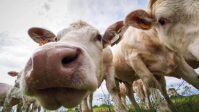 So freuen sich Kühe über ihren ersten Weidetag