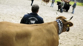 Depressive Kühe als stiller Protest?
