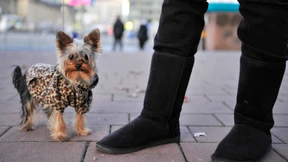 Hessen-SPD für Hundegesetz