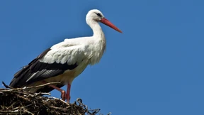 Kinder? Nein, danke!