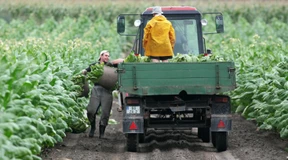 Großhandelspreise fallen so stark wie lange nicht