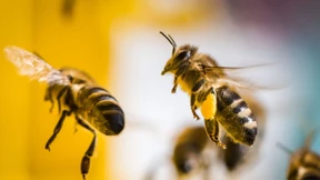 Ein guter Tag für Europas Bienen