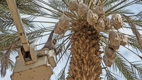 Auf die Palme gebracht