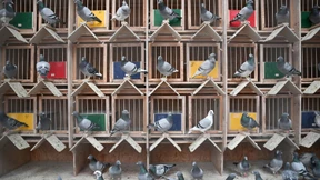 Der König der Tauben