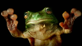 Frösche klettern vor