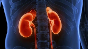 Wie bleibt die Niere gesund?