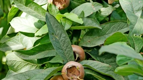 Gehölze für übermorgen