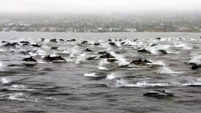 Delfin-Sprünge im Akkord