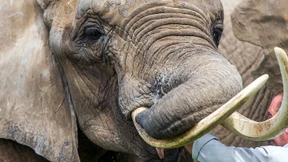 Wilderei kommt Afrika teuer zu stehen