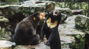 Ist das eine Malaienbärin oder ein Mensch im Bärenkostüm?