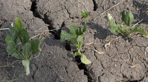 Hessen bereitet sich auf Dürren vor