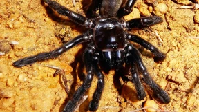 Älteste Spinne der Welt stirbt an Wespenstich