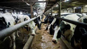 Umweltbundesamt fordert höhere Steuern auf Milch und Fleisch