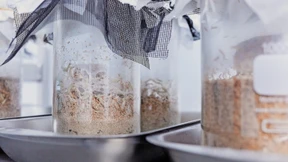 Bettwanzen reagieren auf nichts