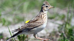 Die Feldvögel verschwinden