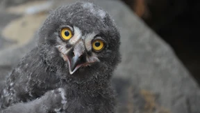 Über die Geheimsprache der KI