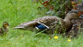 Entenfamilie verirrt sich und watschelt zur Polizei