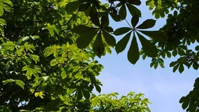 Der schönste Biergarten und das obszönste Wort der Welt