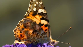 Bis zu 80 Prozent weniger Insekten in Deutschland