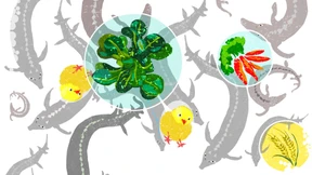 Störe im Schweizer Tropenhaus