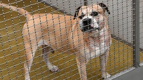 Besitzer hätten Staffordshire-Terrier gar nicht halten dürfen