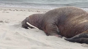 Ein Walross besucht Rügen