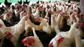 Gutachter fordern radikale Wende in der Tierhaltung