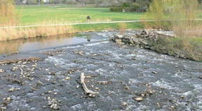 Blütenmeer im Zweistromland