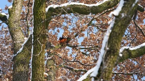 Feuerwehr holt Roten Panda vom Baum
