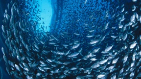 Die neue Massentierhaltung im Wasser