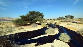 Ausgetretenes Öl könnte Rotes Meer erreichen