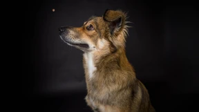 Wer hat hier wen domestiziert?