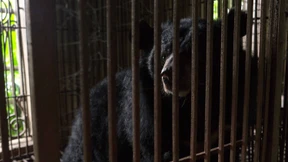 Schwarzbären töten zwei Männer in Alaska