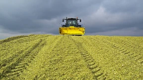 Bloß nicht noch mehr Mais