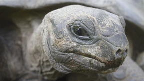 Was denkt sie sich diese Riesenschildkröte?