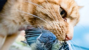 Besteuert die Katzen!