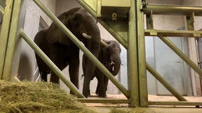 Zwei neue Elefanten für Opel-Zoo