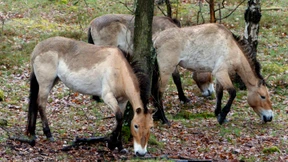 Wildpferd in Hanau hat sich totgefuttert